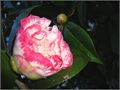 var037